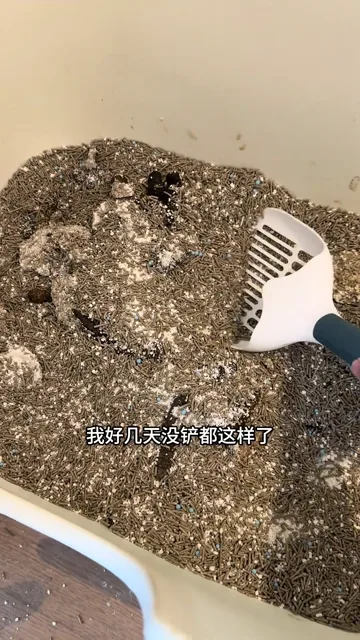 宠物内容作品 04封面